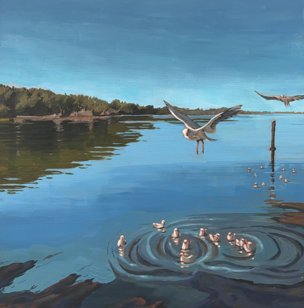 “Seagulls Swoop”